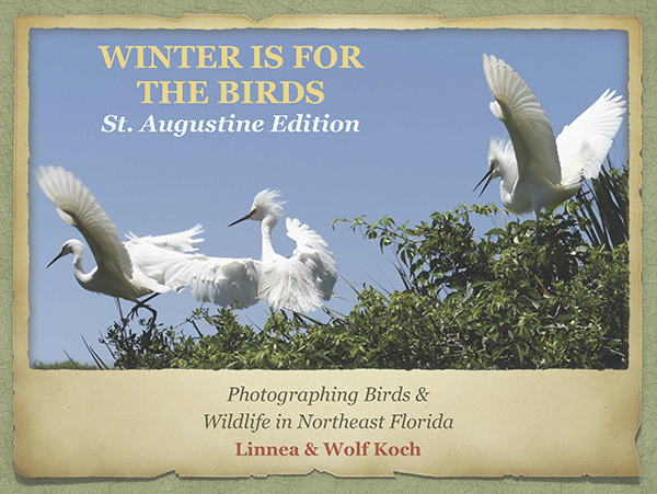  Winter is for the Birds St. August cover