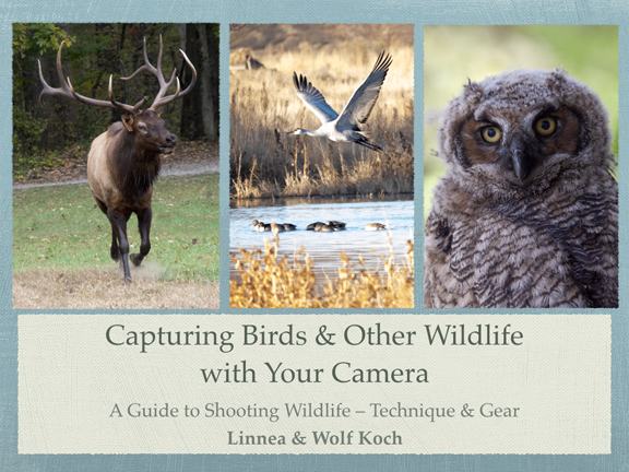 *Capturing Wildlife cover
