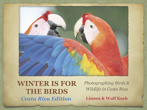 Winter is for the Birds CR cover